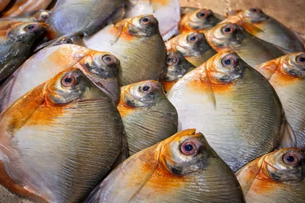 Amazonas confirma três casos de doença rara ligada ao consumo de pacu em Itacoatiara