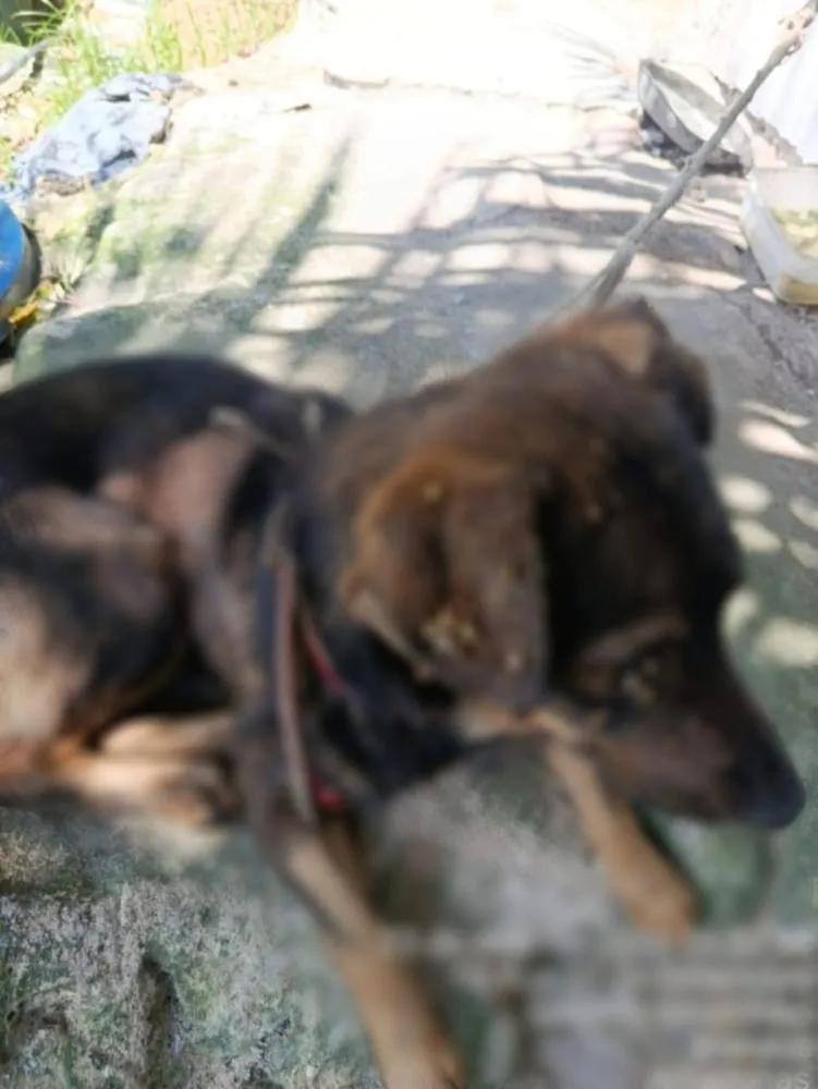 PC-AM e PMAM prendem homem por maus-tratos contra três cães no bairro Gilberto Mestrinho