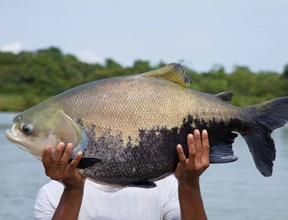 Defeso do tambaqui chega ao fim e pesca é liberada no Amazonas