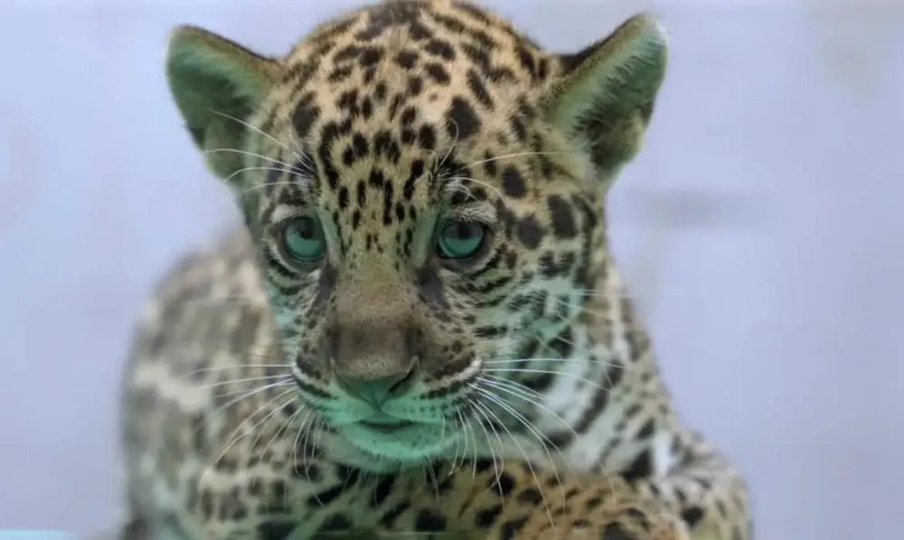 Nova estrela da Amazônia: filhote de onça-pintada ganha nome e encanta visitantes