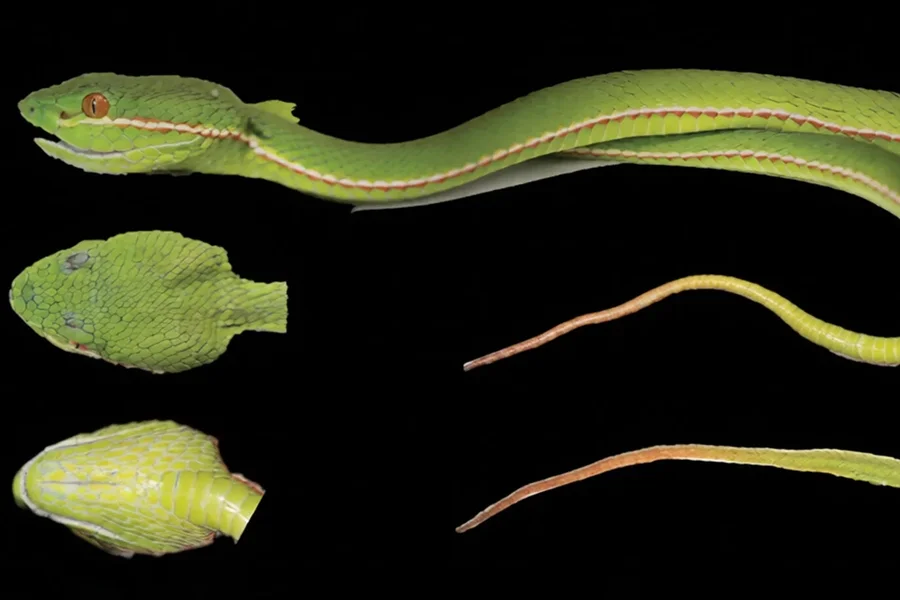 Verde vibrante: conheça nova víbora venenosa encontrada na China