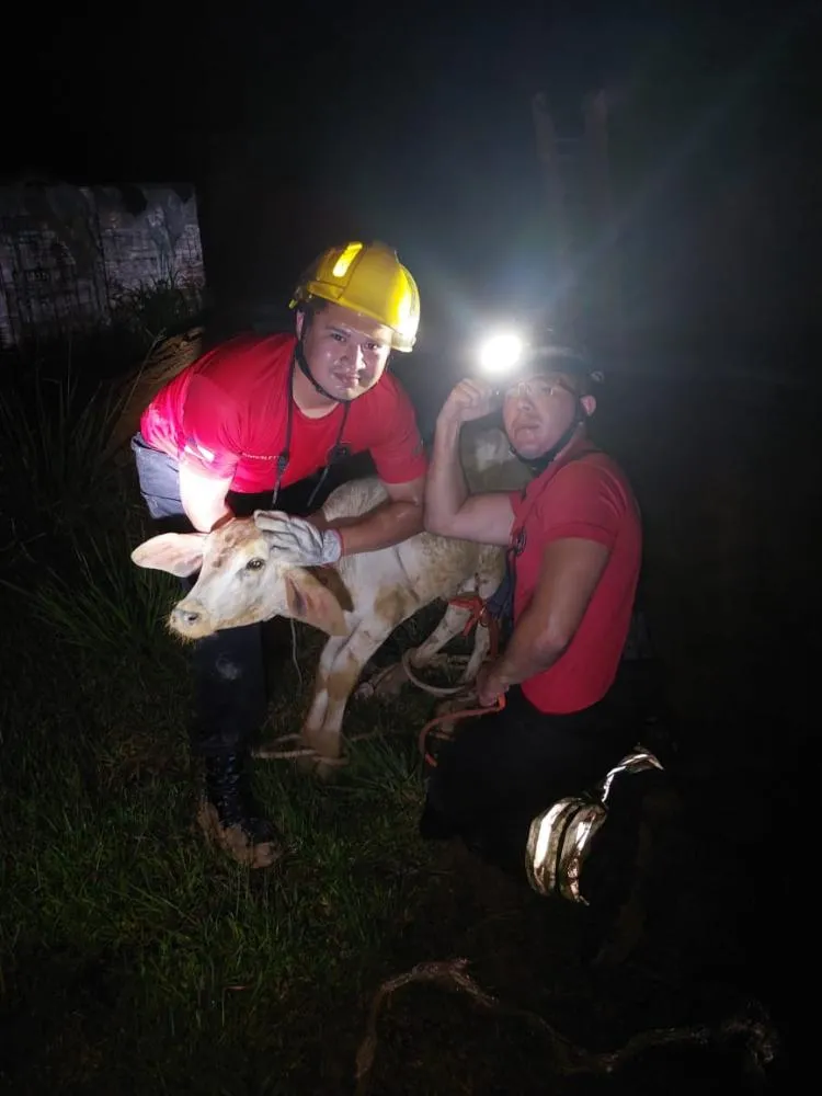 Corpo de Bombeiros do Amazonas resgata uma média de quatro animais a cada 24 horas