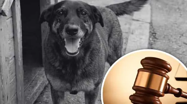 Cão Orelha: Justiça arquiva caso a pedido do Ministério Público