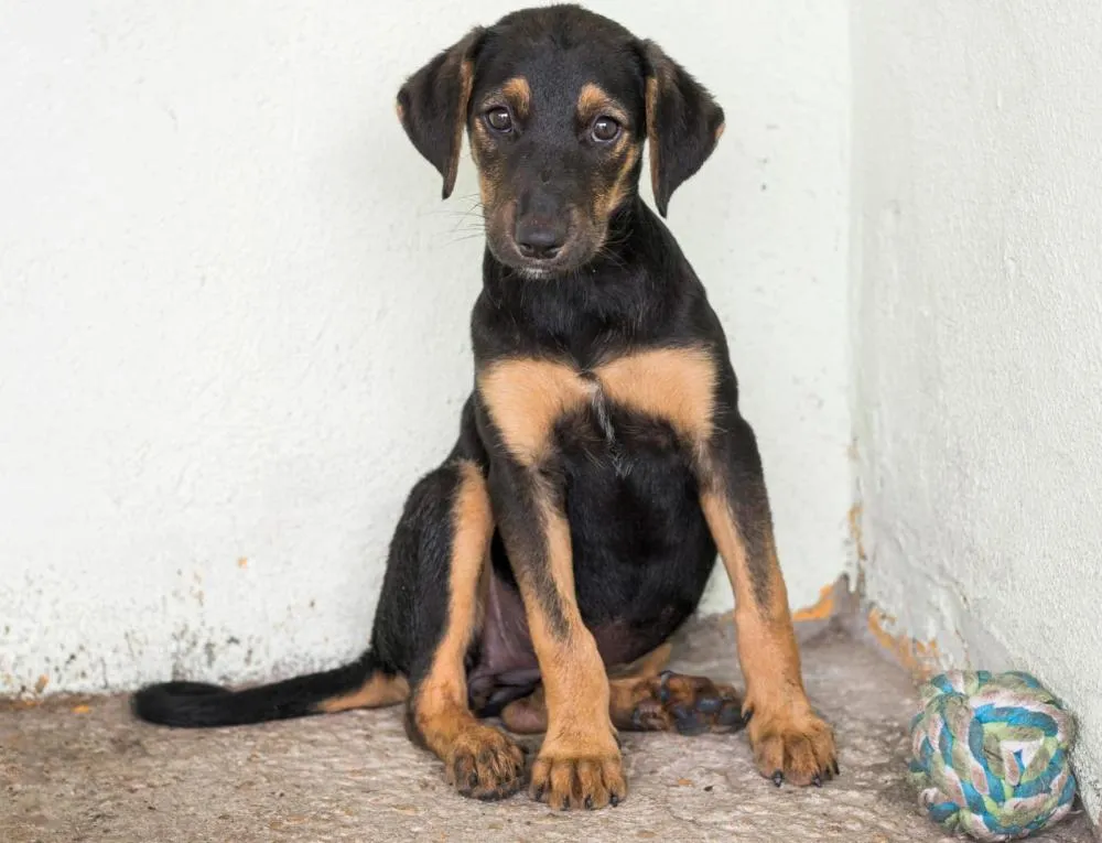 Justiça atende pedido do MP e determina criação de plano para implantação de abrigo temporário de animais em Manaus