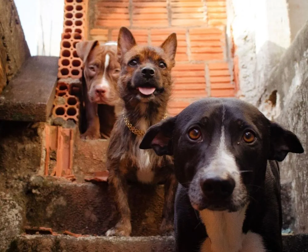 Em Eirunepé, MP fiscaliza políticas públicas voltadas à proteção e bem-estar animal