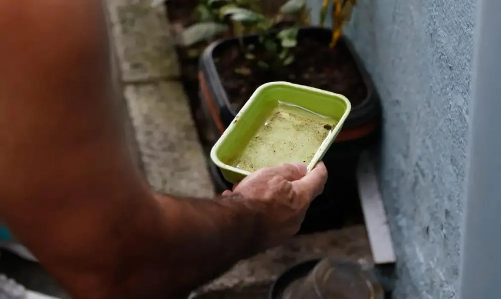 El Niño pode provocar aumento de casos de dengue e chikungunya no Brasil
